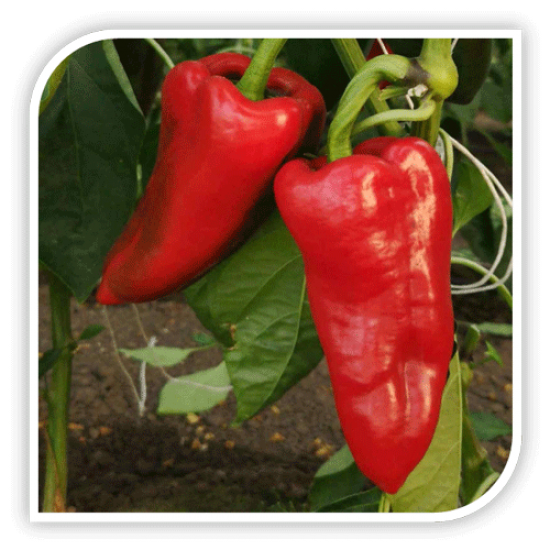 Seminte de ardei capia KHAZAR F1