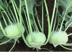 Seminte de gulii  KONMAR 