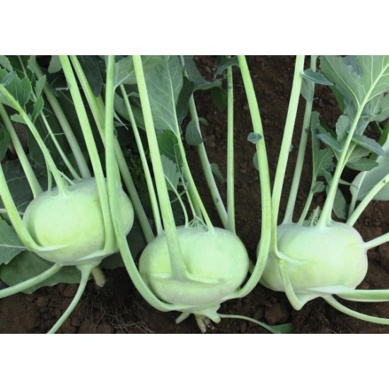 Seminte de gulii  KONMAR 