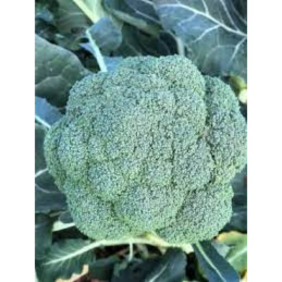Seminte de broccoli LARSSON F1