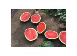 Seminte de pepene verde LUSITANA F1