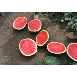 Seminte de pepene verde LUSITANA F1