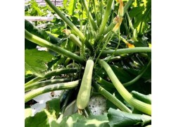 Seminte de dovlecei MANISES F1