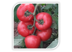 Seminte de tomate MANISTELLA F1