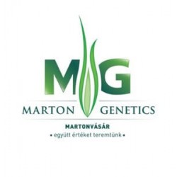 Seminte de porumb MARTON G. MARGITTA