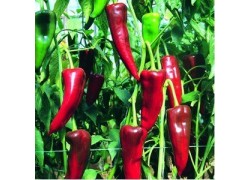 Seminte de ardei capia MASSOUDA F1