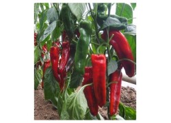 Seminte de ardei capia MASSOUDA F1