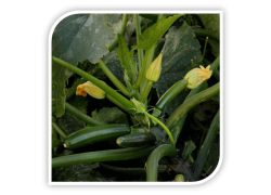 Seminte de dovlecel MIKONOS F1