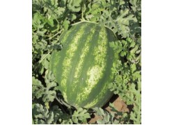 Seminte de pepene verde MIRACLE F1