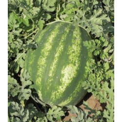 Seminte de pepene verde MIRACLE F1
