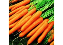 Seminte de morcovi MONANTA 