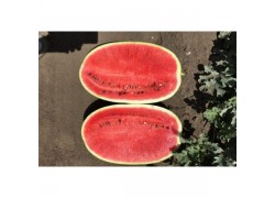 Seminte de pepene verde MORGAN F1