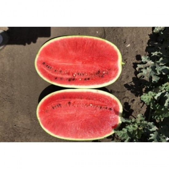 Seminte de pepene verde MORGAN F1