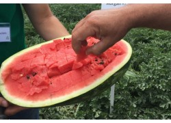 Seminte de pepene verde MORGAN F1