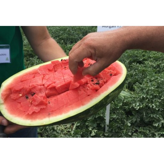 Seminte de pepene verde MORGAN F1