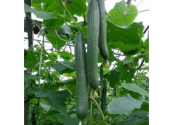 Seminte de castraveti MYRTHOS F1