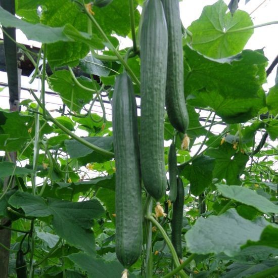 Seminte de castraveti MYRTHOS F1