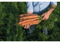 Seminte de morcovi NAVEDO F1