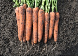 Seminte de morcovi NAVEDO F1