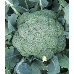 Seminte de broccoli ORANTES F1