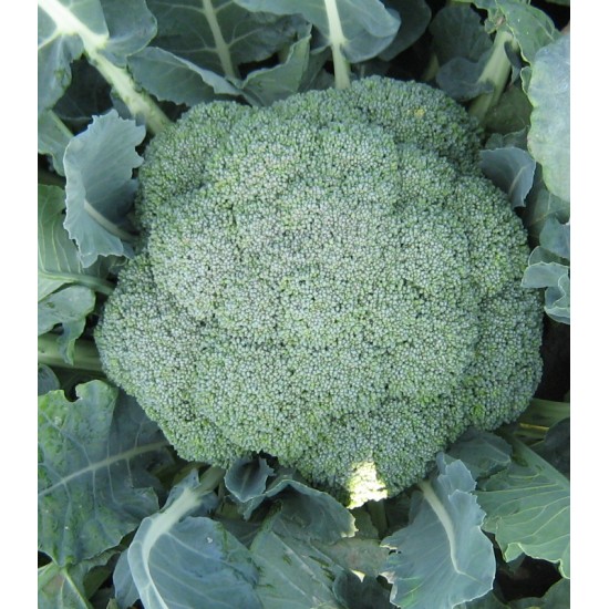 Seminte de broccoli ORANTES F1
