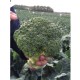 Seminte de broccoli ORANTES F1