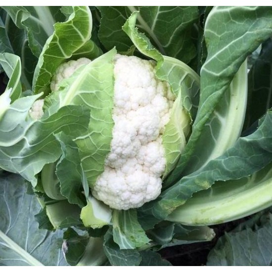 Seminte de conopida ORMONDE F1