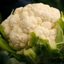 Seminte de conopida ORMONDE F1