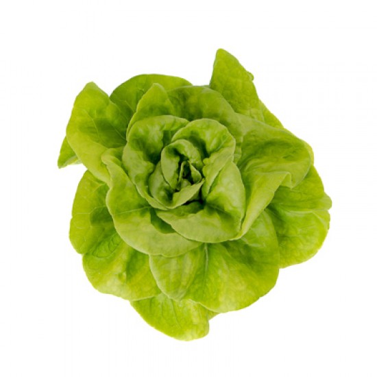 Seminte de salata PRESTERIA  drajata