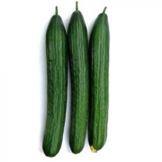 Seminte de castraveti  lungi PROLOOG F1