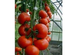 Seminte de tomate RED BOUNTY F1