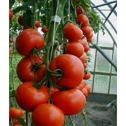 Seminte de tomate RED BOUNTY F1
