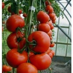 Seminte de tomate determinate RED BOUNTY F1