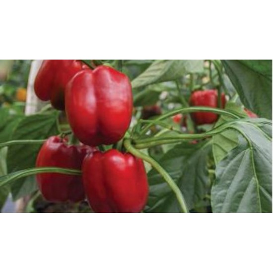 Seminte de ardei gras RED JET F1