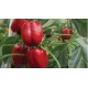 Seminte de ardei gras RED JET F1