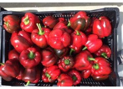 Seminte de ardei gras RED JET F1