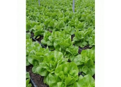 Seminte de salata RIVALDA Drajata