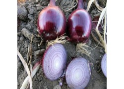 Seminte de ceapa rosie ROBIN 250.000 sem