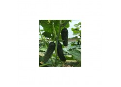 Seminte de castraveti SAMURAI F1