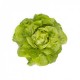 Seminte de salata SANDALINA drajata
