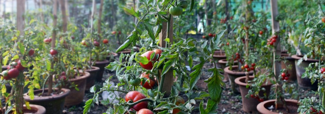Calendar lunar de plantare - ce legume pot fi plantate în fiecare lună