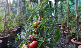 Calendar lunar de plantare - ce legume pot fi plantate în fiecare lună