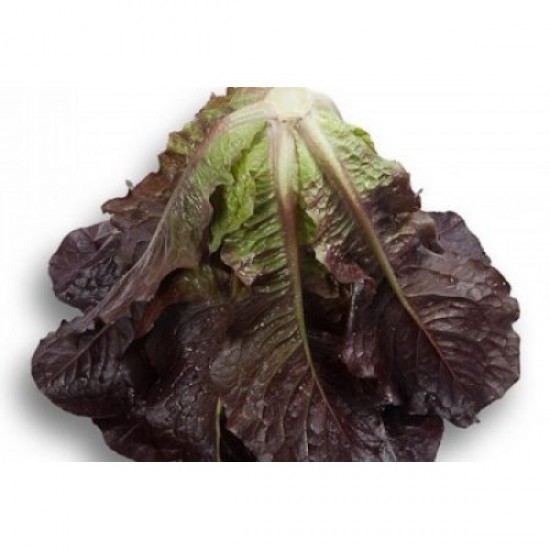 Seminte de salata THURINUS drajata