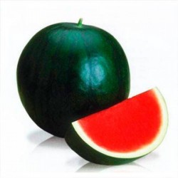 Seminte de pepene verde TITANIA F1