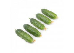 Seminte de castraveti TRIOLE F1