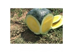 Seminte de pepene verde TROPICAL SUNSHINE F1