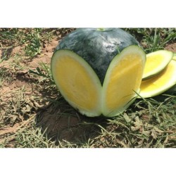Seminte de pepene verde TROPICAL SUNSHINE F1