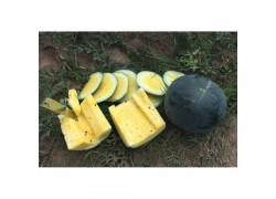 Seminte de pepene verde TROPICAL SUNSHINE F1