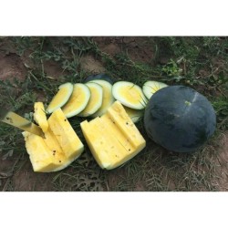 Seminte de pepene verde TROPICAL SUNSHINE F1
