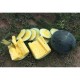 Seminte de pepene verde TROPICAL SUNSHINE F1